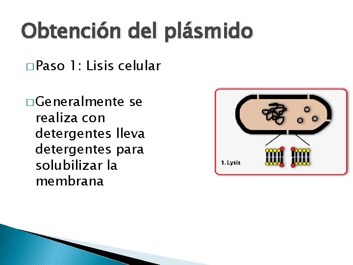 Obtención del plásmido � Paso 1: Lisis celular � Generalmente se realiza con detergentes