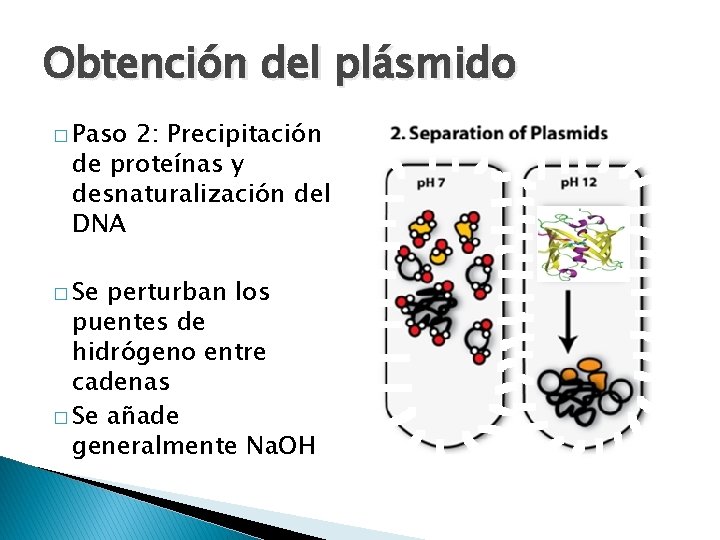 Obtención del plásmido � Paso 2: Precipitación de proteínas y desnaturalización del DNA �