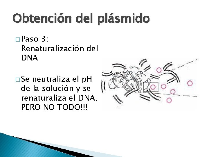 Obtención del plásmido � Paso 3: Renaturalización del DNA � Se neutraliza el p.