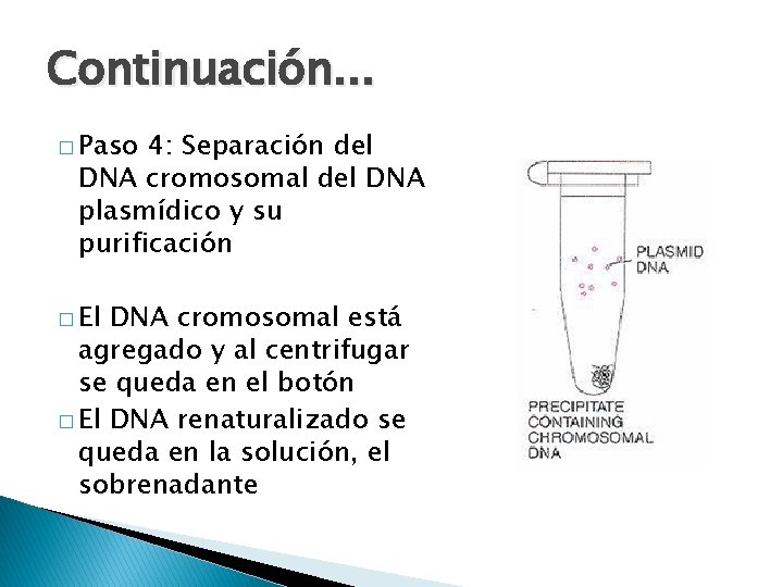 Continuación. . . � Paso 4: Separación del DNA cromosomal del DNA plasmídico y