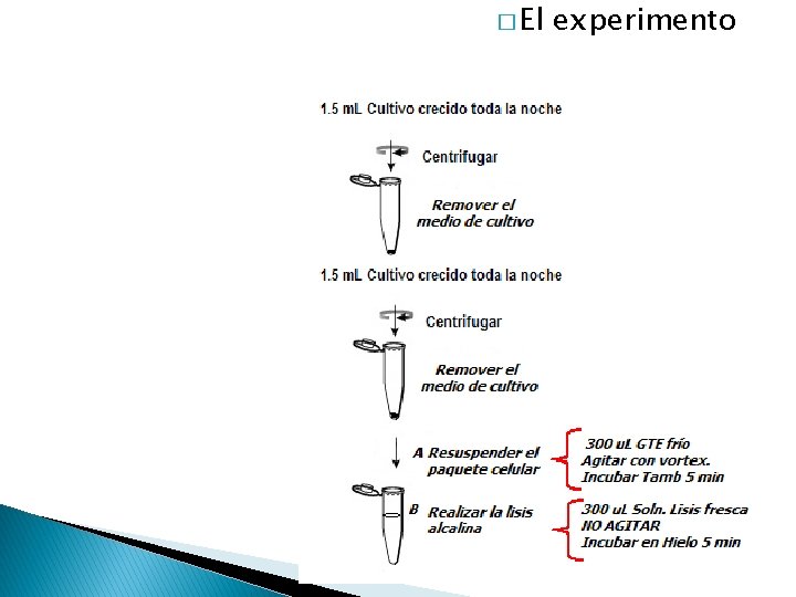 � El experimento 