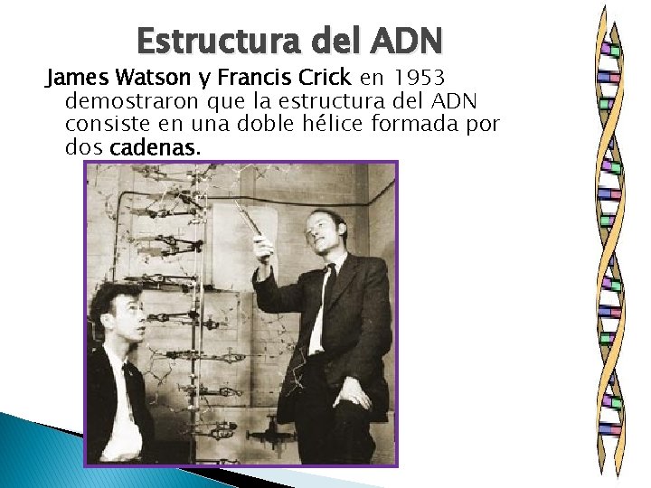 Estructura del ADN James Watson y Francis Crick en 1953 demostraron que la estructura