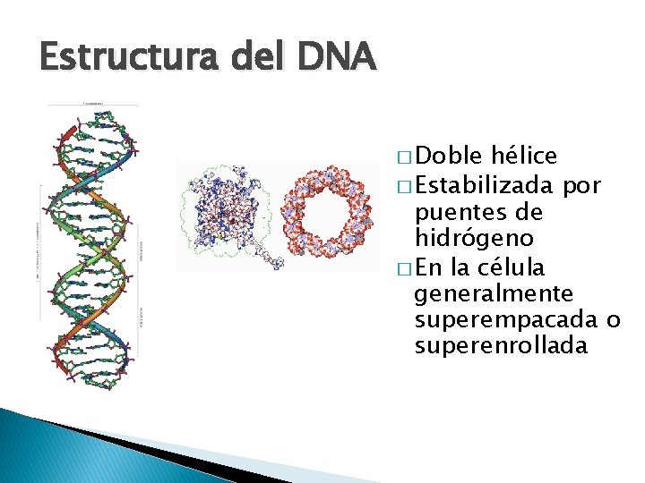 Estructura del DNA � Doble hélice � Estabilizada por puentes de hidrógeno � En