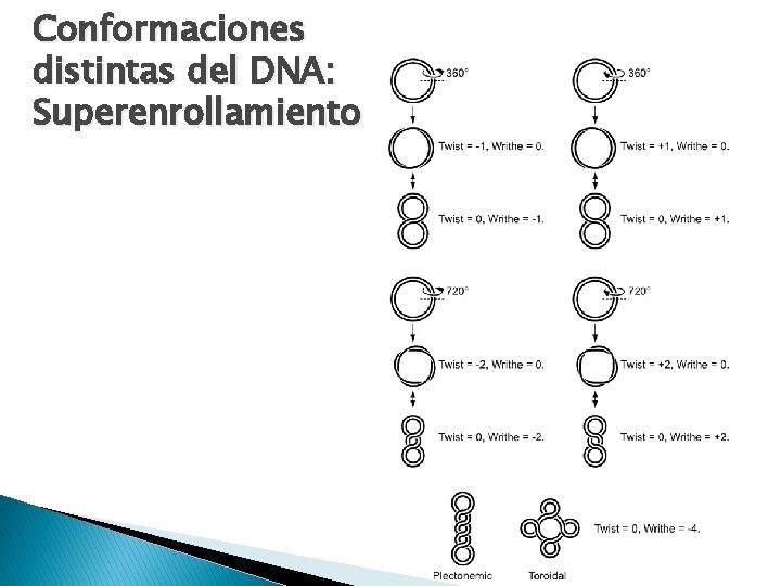 Conformaciones distintas del DNA: Superenrollamiento 