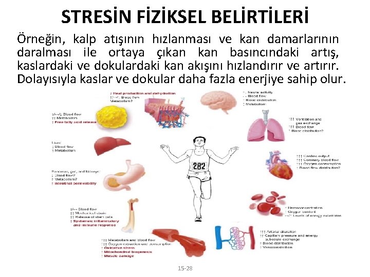 STRESİN FİZİKSEL BELİRTİLERİ Örneğin, kalp atışının hızlanması ve kan damarlarının daralması ile ortaya çıkan