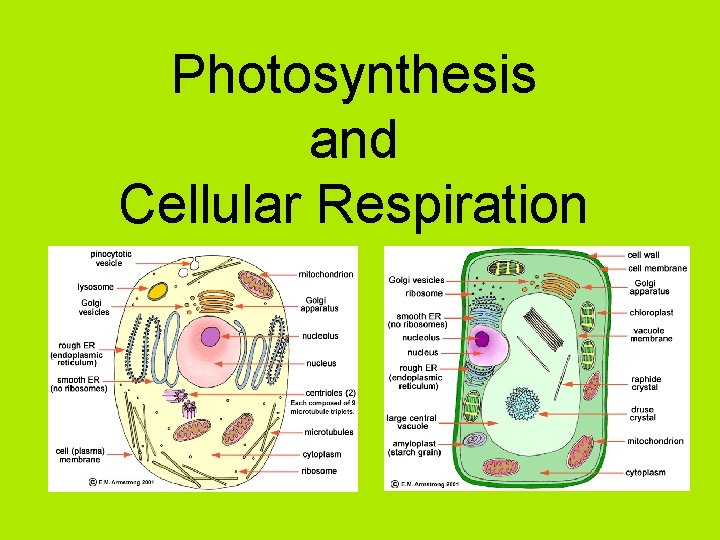 Photosynthesis and Cellular Respiration 