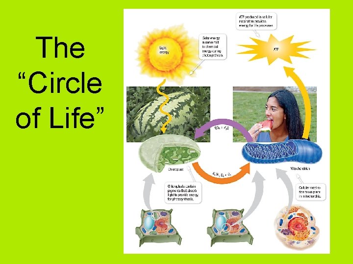 The “Circle of Life” 