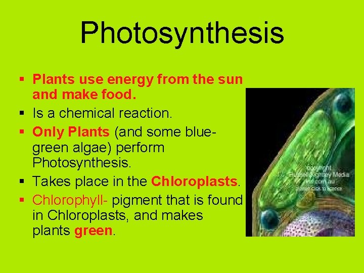 Photosynthesis § Plants use energy from the sun and make food. § Is a