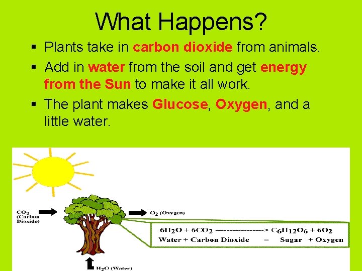 What Happens? § Plants take in carbon dioxide from animals. § Add in water