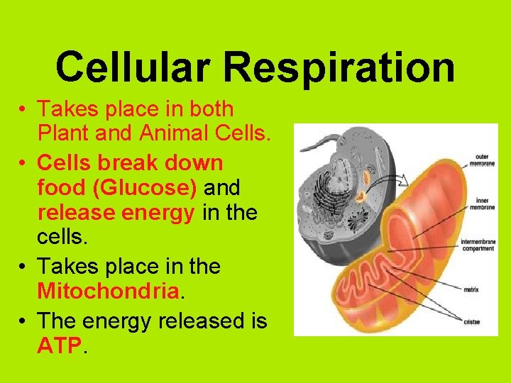 Cellular Respiration • Takes place in both Plant and Animal Cells. • Cells break