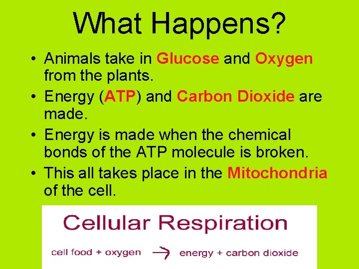 What Happens? • Animals take in Glucose and Oxygen from the plants. • Energy