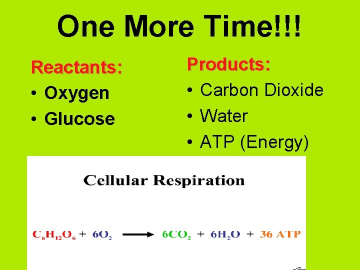 One More Time!!! Reactants: • Oxygen • Glucose Products: • Carbon Dioxide • Water