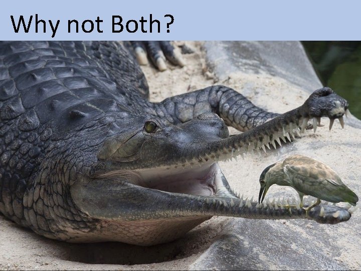 Why not Both? Why not Both?