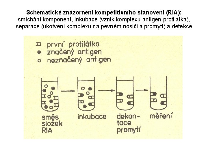 Schematické znázornění kompetitivního stanovení (RIA): smíchání komponent, inkubace (vznik komplexu antigen-protilátka), separace (ukotvení komplexu