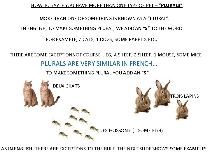 Astu Un Animal Walt Recognise Words For Pets