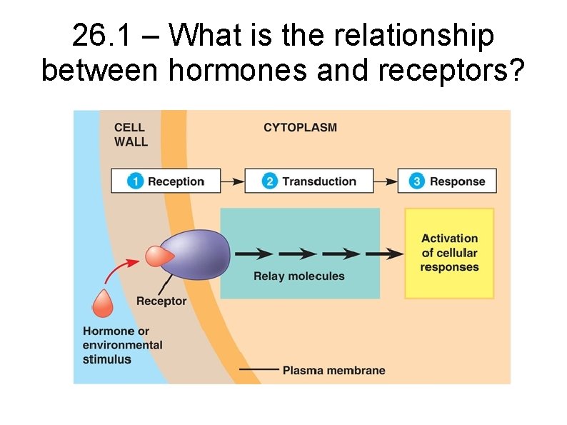 26. 1 – What is the relationship between hormones and receptors? 