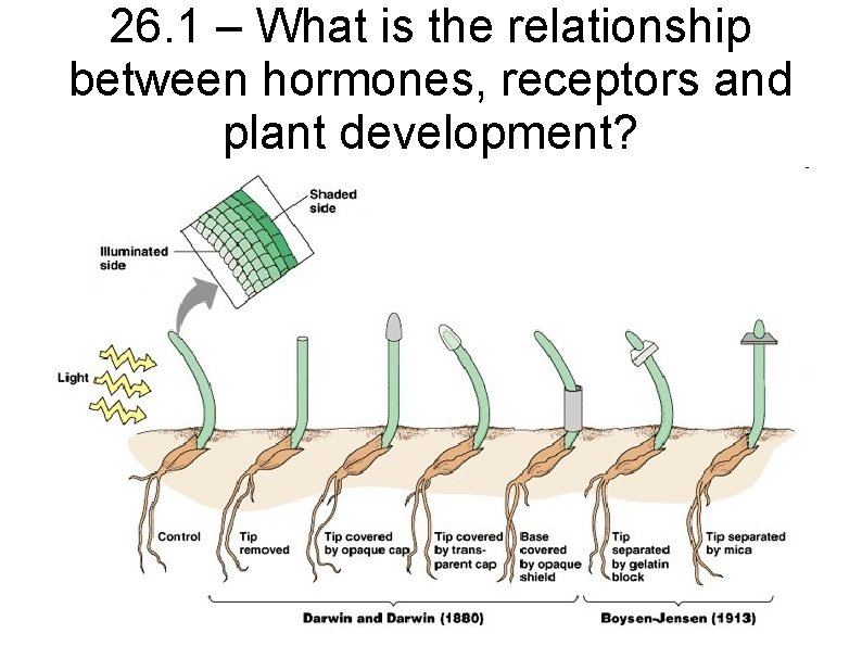26. 1 – What is the relationship between hormones, receptors and plant development? 