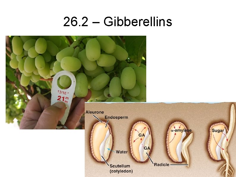 26. 2 – Gibberellins 