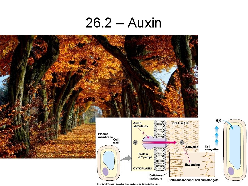 26. 2 – Auxin 