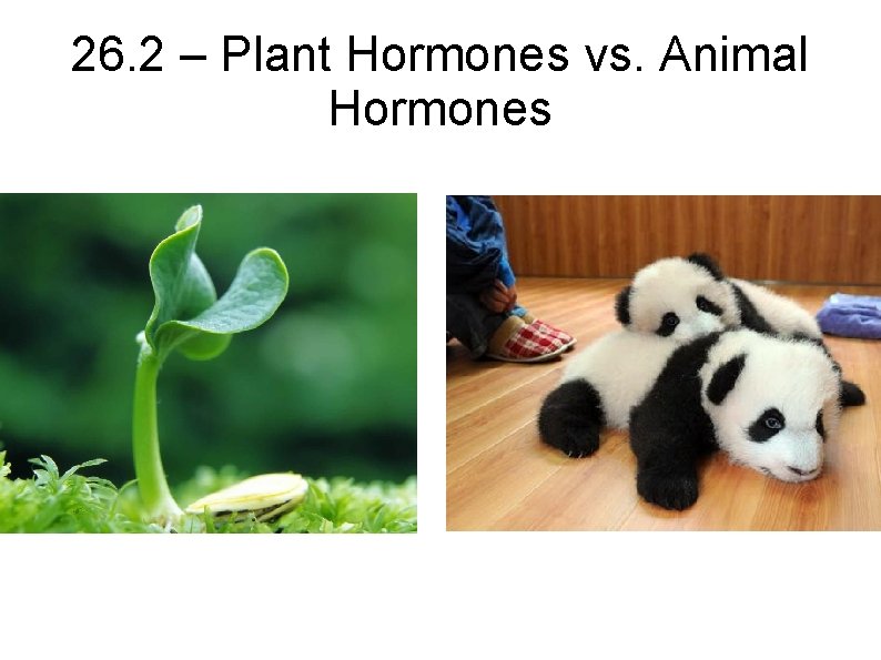 26. 2 – Plant Hormones vs. Animal Hormones 