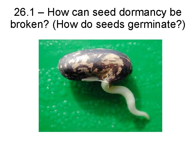 26. 1 – How can seed dormancy be broken? (How do seeds germinate? )