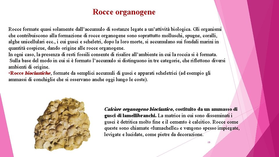 Rocce organogene Rocce formate quasi solamente dall’accumulo di sostanze legate a un’attività biologica. Gli