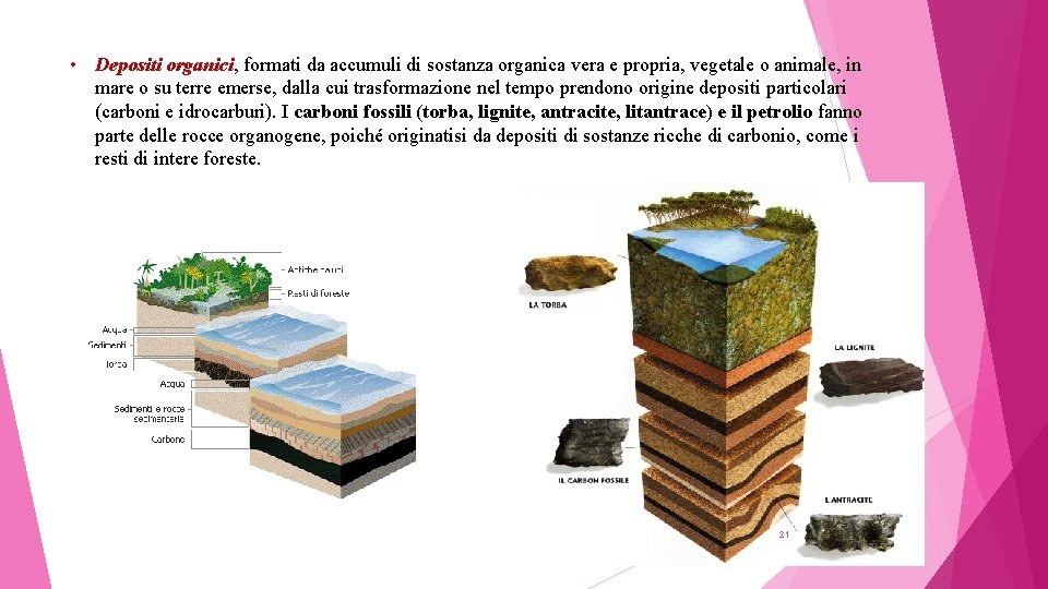  • Depositi organici, formati da accumuli di sostanza organica vera e propria, vegetale