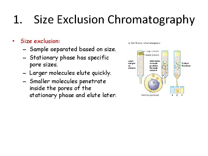 1. Size Exclusion Chromatography • Size exclusion: – Sample separated based on size. –