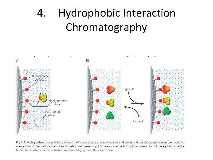 4. Hydrophobic Interaction Chromatography 