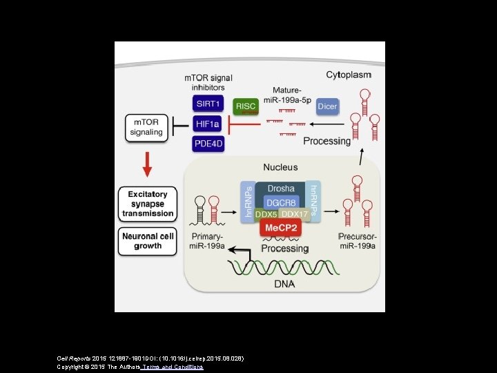 Cell Reports 2015 121887 -1901 DOI: (10. 1016/j. celrep. 2015. 08. 028) Copyright ©