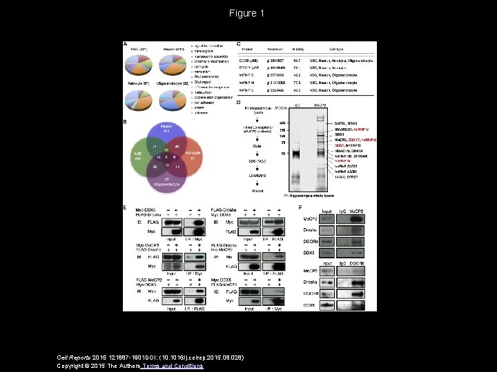 Figure 1 Cell Reports 2015 121887 -1901 DOI: (10. 1016/j. celrep. 2015. 08. 028)