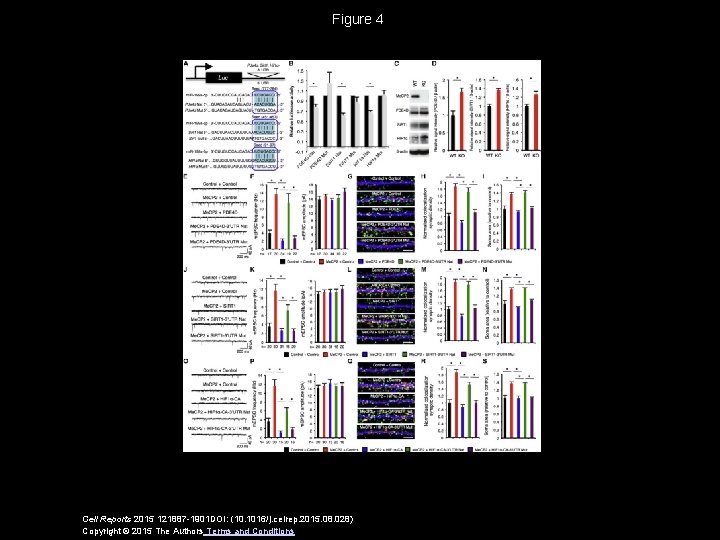 Figure 4 Cell Reports 2015 121887 -1901 DOI: (10. 1016/j. celrep. 2015. 08. 028)