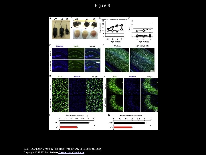 Figure 6 Cell Reports 2015 121887 -1901 DOI: (10. 1016/j. celrep. 2015. 08. 028)