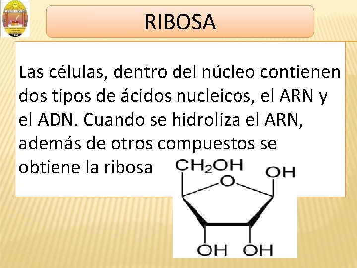 RIBOSA Las células, dentro del núcleo contienen dos tipos de ácidos nucleicos, el ARN
