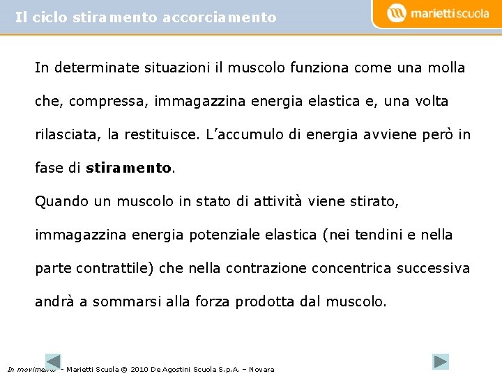 Il ciclo stiramento accorciamento In determinate situazioni il muscolo funziona come una molla che,