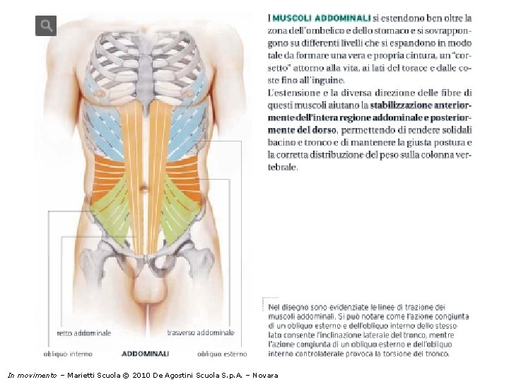 I muscoli addominali In movimento – Marietti Scuola © 2010 De Agostini Scuola S.