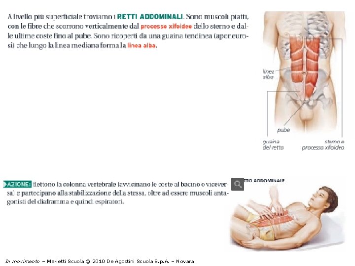 I muscoli In movimento – Marietti Scuola © 2010 De Agostini Scuola S. p.