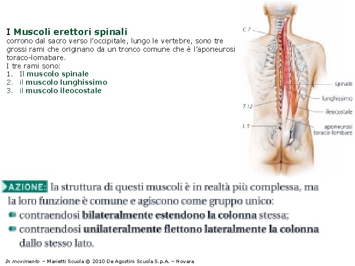 I Muscoli erettori spinali corrono dal sacro verso l’occipitale, lungo le vertebre, sono tre