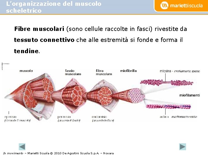 L’organizzazione del muscolo scheletrico Fibre muscolari (sono cellule raccolte in fasci) rivestite da tessuto