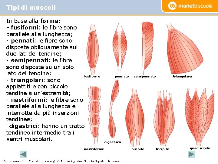 Tipi di muscoli In base alla forma: - fusiformi: le fibre sono parallele alla