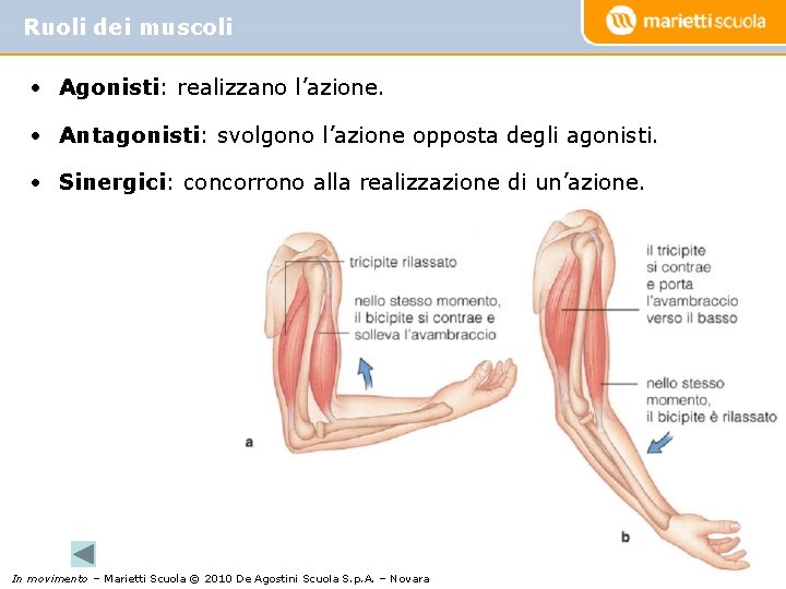 Ruoli dei muscoli • Agonisti: realizzano l’azione. • Antagonisti: svolgono l’azione opposta degli agonisti.