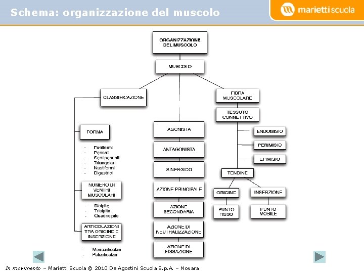 Schema: organizzazione del muscolo In movimento – Marietti Scuola © 2010 De Agostini Scuola