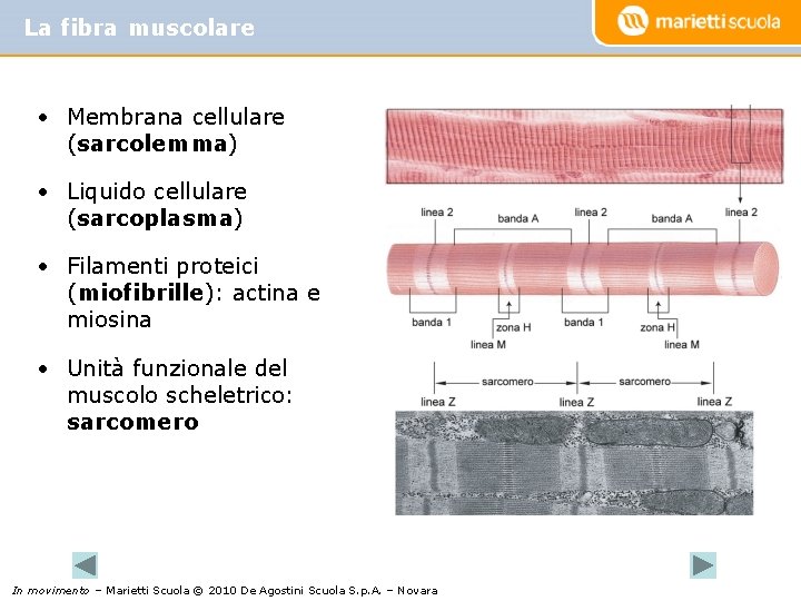La fibra muscolare • Membrana cellulare (sarcolemma) • Liquido cellulare (sarcoplasma) • Filamenti proteici