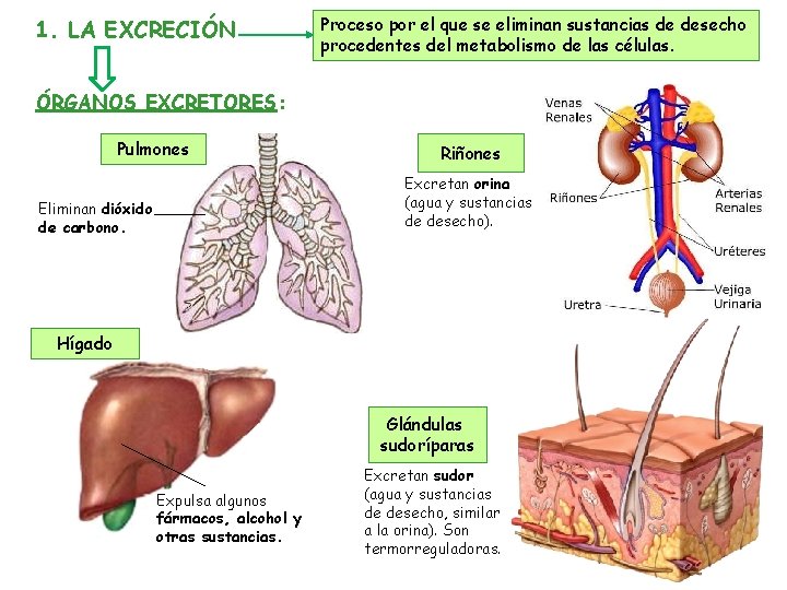 1. LA EXCRECIÓN Proceso por el que se eliminan sustancias de desecho procedentes del