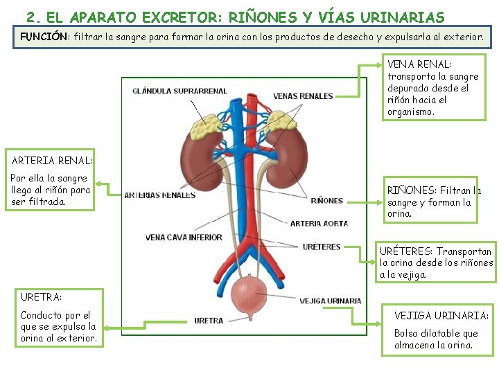 2. EL APARATO EXCRETOR: RIÑONES Y VÍAS URINARIAS FUNCIÓN: filtrar la sangre para formar