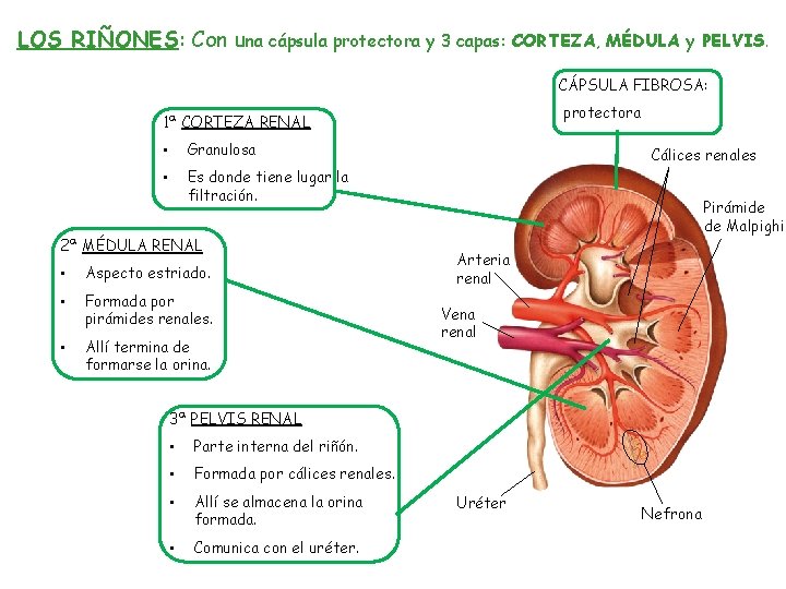 LOS RIÑONES: Con una cápsula protectora y 3 capas: CORTEZA, MÉDULA y PELVIS. CÁPSULA