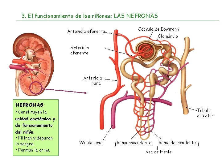 3. El funcionamiento de los riñones: LAS NEFRONAS Arteriola eferente Cápsula de Bowmann Glomérulo