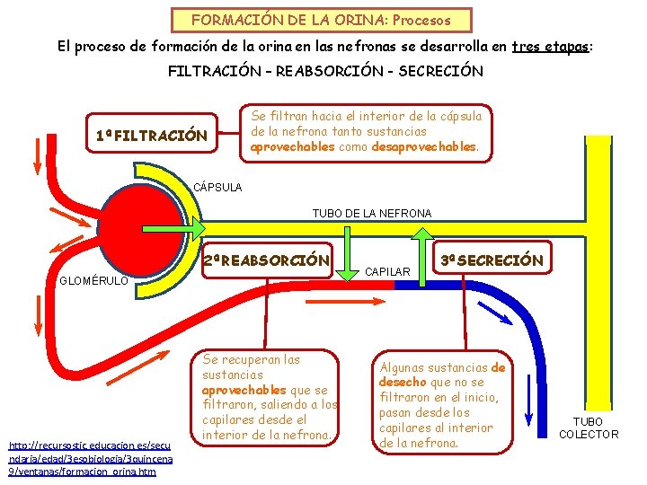 FORMACIÓN DE LA ORINA: Procesos El proceso de formación de la orina en las