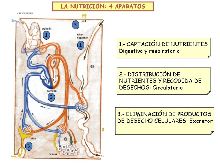 LA NUTRICIÓN: 4 APARATOS 3 1 1 1. - CAPTACIÓN DE NUTRIENTES: Digestivo y