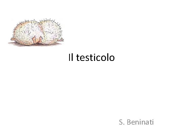 Il testicolo S. Beninati 